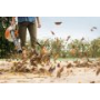 Повітродувка STIHL BG56